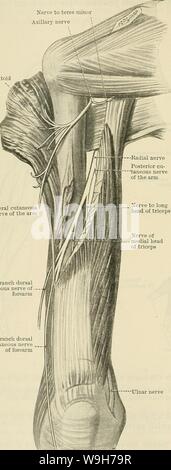 Immagine di archivio da pagina 741 di Cunningham il libro di testo di anatomia (1914) Foto Stock