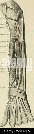 Immagine di archivio da pagina 745 di Cunningham il libro di testo di anatomia (1914). Cunningham il libro di testo di anatomia cunninghamstextb00cunn Anno: 1914 ( 712 il sistema nervoso. Ramus Supeeficialis Nervi Radialis. La superficialità ramus (A.T. nervo radiale) tribution. Risultanti nella cava del gomito Kadial superficiale del nervo ramus ramus profonde Deep ramus - muscolare di acqueviti di muscoli superficiali interosseous dorsale ' Arteria dorsale del nervo interosseous f ramo muscolare a abductor pollicis longus .J-f IJflllgM ramo muscolare di estensore pollicis longus Ar0Jr!Iff' ramo muscolare di estensore indicis prop Foto Stock