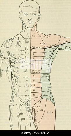 Immagine di archivio da pagina 748 di Cunningham il libro di testo di anatomia (1914) Foto Stock