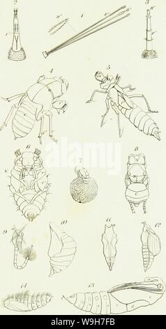 Immagine di archivio da pagina 768 di una introduzione di entomologia, o, Foto Stock