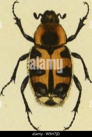 Immagine di archivio da pagina 768 di Insekten der Schweiz, die vorzueglichsten Foto Stock