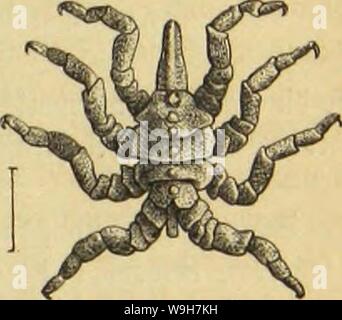 Immagine di archivio da pagina 768 di morire Insekten, Tausendfüssler und Spinnen. Die Insekten, Tausendfüssler und Spinnen CUbiodiversity1123035 Anno: 1877 ( SSaubluuvmat'tigev 3ungentüurm. 695 fünfte itmung. ®ie $ri5S= ofcei' Slffeltyinnen (Pantopoda, Pycnogonidae). ÜDie ruenigen nod) in bei- ßürje ju betradjtenben binnentljiere finb bon 5Jtilne (SbroarbS, bcm rootjtunterridjtcteii ÄrebStenner, 311 ben $ruftentl)icrcu gercdmet morben, unb erft in neuerer 3IET, uomo nactjbem ifjre dntroidelung nnb ben inneren Sau grünbtidjer erforfdjt Ijat, fanb uomo fid) berantajjt, fie un biegen !pia ju ftellen. SDi Foto Stock