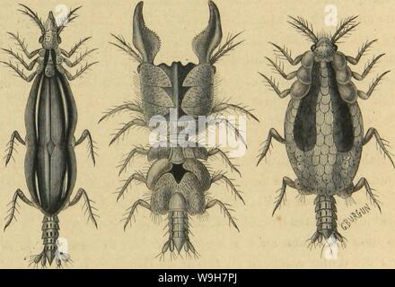 Immagine di archivio da pagina 790 di Métamorphoses moeurs et istinti des. MeÌtamorphoses mÅurs istinti et des insectes (insectes, myriapodes, arachnides, crustaceÌs) CUbiodiversity1118075 Anno: 1868 ( LES CRUSTACÃS. 709 ayant les derniers appendici de l'addome convertis ue natatoires lames, marchent, mais ne sautent pas. Plusieurs cre- vettines vivent dans les eaux douces, comme la Crevettine des ruisseaux (fluvialilis gammarus) et la puce Crevettine [G. pulex). Les Hypluines forment une seconde famille d'Ampliipodes se distinguant de la premiÃ¨re par des pattes"-mÃ¢choires assez pe- tites, pa Foto Stock