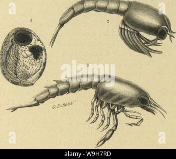 Immagine di archivio da pagina 785 di Métamorphoses moeurs et istinti des. MeÌtamorphoses mÅurs istinti et des insectes (insectes, myriapodes, arachnides, crustaceÌs) CUbiodiversity1118075 Anno: 1868 ( 706 LES MÃTAMORPHOSES DES INSECTES. gulaire et le dernier anneau du thorax mobile. L'Ãcrevisse de riviÃ¨re (Ãstacus fluviatilis) est le type du genere. M. LerebouUet en un dÃcrit deux autres espÃ¨ces, dont l'une, l'espÃ¨ce Ã pattes" blan- ches, Ãtait dÃjÃ distinguÃe sur les marchÃs. Les Homards, Crus- tacÃs marins, se distinguent des Ãcrevisses par leur rostre grÃªle et Ãpineux sur les cÃ'tÃs, et par Foto Stock