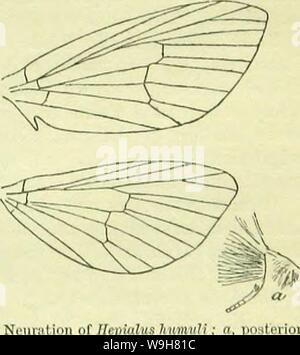 Immagine di archivio da pagina 808 di un Handbook of British lepidotteri. A Handbook of British lepidoptera CUbiodiversity1126142 Anno: 1895 ( UK1MAUDAE 79!) [t è probabilmente di [nsi origine: la malese, e deve avere esisteva in quella regione a lungo abbastanza per acquisire la fissità del tipo prima della sua dispersione, wliieb, geologicamente potrebbe non essere stata estremamente remota. 1. Hepialtjs, /'. Antenne -}, in " biancastro o obsoleto . 2. Iiipulinim. 1. H. hectus, L. 26-80 mm. Antenne in (J semplice. Tibiae posteriore in (( breve, molto gonfia con denso ciuffo di peli, posteriore tarso in $ assente. Korewings in c? Profonda Foto Stock