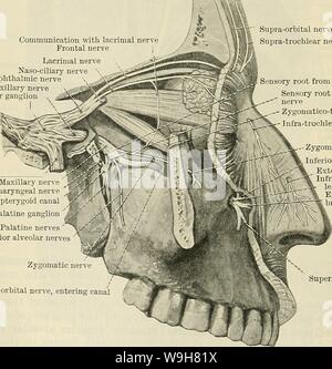 Immagine di archivio da pagina 809 di Cunningham il libro di testo di anatomia (1914). Cunningham il libro di testo di anatomia cunninghamstextb00cunn Anno: 1914 ( -Rectus inferiore inferio Obliquus Fig. 652.âSchematic Kepresentation di nervi che attraversano la cavità orbitale. la pelle oltre che osso. Esso comunica con il zygomatic rami del nervo facciale. Il zygomatico-temporale (A.T. temporal) ramo perfora la superficie temporale dell'osso zigomatico, e viene distribuito, dopo la perforazione della fascia temporale comunicazione con lacrimale frontale del nervo nervo nervo lacrimale naso-nervo ciliare Foto Stock