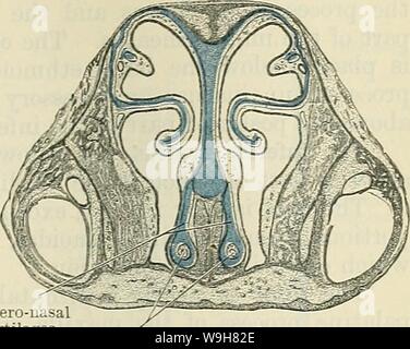 Immagine di archivio da pagina 836 di Cunningham il libro di testo di anatomia (1914) Foto Stock