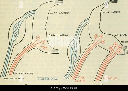 Immagine di archivio da pagina 828 di Cunningham il libro di testo di anatomia (1914). Cunningham il libro di testo di anatomia cunninghamstextb00cunn Anno: 1914 ( IL MOEPHOLOGY dei nervi cerebrali. '95 Ramus Thyreohyoideus.-il nervo per la thyreo-hyoid muscolo è un piccolo ramo che nasce dal nervo ipoglosso prima che passa al di sotto del mylo- hyoid muscolo. Esso scende dietro il maggiore cornu dell'osso hyoid per raggiungere il muscolo. Quando tracciata indietro questo nervo è associato con il loop fra la prima e la seconda vertebra cervicale nervi. Rami Linguales.-i rami linguale dell'ipoglosso ne Foto Stock