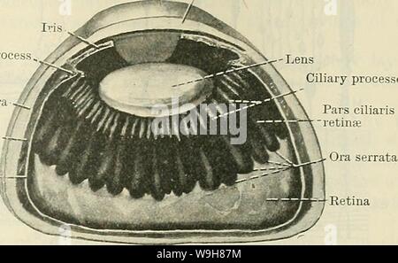 Immagine di archivio da pagina 848 di Cunningham il libro di testo di anatomia (1914) Foto Stock