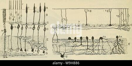Immagine di archivio da pagina 849 di Cunningham il libro di testo di anatomia (1914) Foto Stock