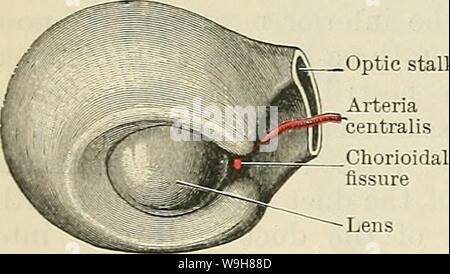 Immagine di archivio da pagina 859 di Cunningham il libro di testo di anatomia (1914). Cunningham il libro di testo di anatomia cunninghamstextb00cunn Anno: 1914 ( ottica vescicola MgS' u?/:-? Diventando Mf-'--- cupped jj- strato esterno della coppa ottica -jr-4 i- strato interno dell'ottica cup jflHp- lenti ottiche levetta Chorioidal lente di fessura Fig. '01.-sezioni di porzioni di capi di Fcetal conigli, per illustrare il collegamento dell'ottica cup con la prua-cervello ed il invagination del ectoderm per formare la lente. Levetta ottica del nervo. L'arteria centralis viene prolungato in avanti dal porus opticus attraverso il vitr Foto Stock