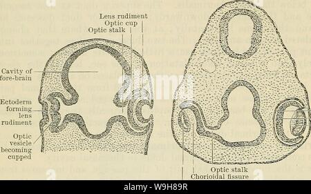 Immagine di archivio da pagina 859 di Cunningham il libro di testo di anatomia (1914) Foto Stock