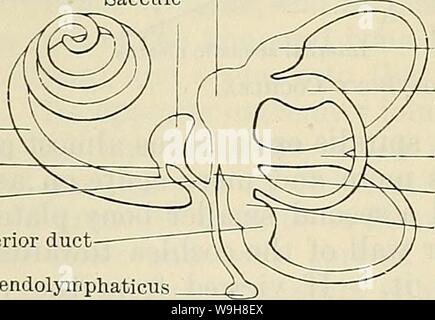 Immagine di archivio da pagina 879 di Cunningham il libro di testo di anatomia (1914). Cunningham il libro di testo di anatomia cunninghamstextb00cunn Anno: 1914 ( 84:6 GLI ORGANI DI SENSO. base del modiolus. Esso è diviso da una nervatura trasversale, il crestato transversa, in due partsâan superiore o fossula superiore e una inferiore o fossula inferiore. La parte anteriore della fossula superiore è denominata area n. facialis e presenta un unico grande apertura, l'inizio del canale per il viso, per la trasmissione del nervo facciale. La sua parte posteriore è denominato zona vestibularis superior, ed è perforato da Foto Stock