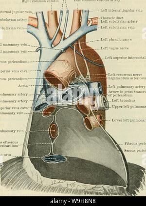 Immagine di archivio da pagina 914 di Cunningham il libro di testo di anatomia (1914) Foto Stock