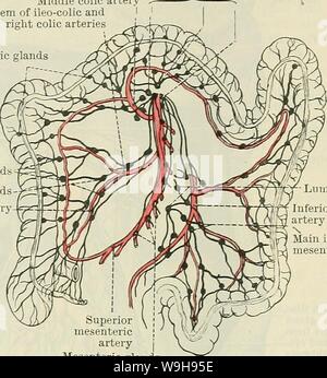 Immagine di archivio da pagina 1054 di Cunningham il libro di testo di anatomia (1914). Cunningham il libro di testo di anatomia cunninghamstextb00cunn Anno: 1914 ( viscerale delle ghiandole linfatiche dell'addome. 1021 principali ghiandole mesenterica medio arteria colica comune stelo di ileo-coliche e destra arterie coliche Epicolic ghiandole ghiandole principale-' f ghiandole lombare ileo-arteria colica â ifjxfZ.-Â£ fg]jfrr j/Jjj ff t /Y'ff inferiore arteria mesenterica inferiore principali ghiandole mesenterica arteria mesenterica ghiandole mesenterica Fig. 816.âDiagram delle ghiandole linfatiche e linfatici dell'intestino crasso. (Dopo Jamieson e Dobson.) angolo Foto Stock