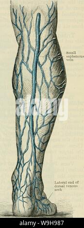 Immagine di archivio da pagina 1022 di Cunningham il libro di testo di anatomia (1914) Foto Stock
