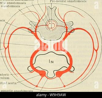 Immagine di archivio da pagina 1078 di Cunningham il libro di testo di anatomia (1914). Cunningham il libro di testo di anatomia cunninghamstextb00cunn Anno: 1914 ( rami del somatiche arterie segmentale persistono come la mammaria interna e superiore ed inferiore arterie epigastrico. La scarti laterali dei rami ventrali sono rappresentati dalle arterie cutanee che accompagnano il laterale rami cutanei dei nervi spinali e il ramo laterale del settimo somatiche arteria intersegmental costituisce la maggior parte del gambo arteriosa dell'arto superiore. Il post-costale e post-trans- versetto anastomos Foto Stock
