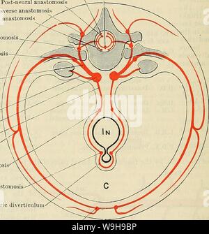 Immagine di archivio da pagina 1077 di Cunningham il libro di testo di anatomia (1914). Cunningham il libro di testo di anatomia cunninghamstextb00cunn Anno: 1914 ( 1044 IL SISTEMA VASCULAK. toracica e regioni lombari che i loro caratteri originali sono conservati. La coppia di navi passano dorsalmente, dai lati delle vertebre e dividere in dorsale e ventrale di rami che accompagnano le corrispondenti sezioni anteriore e posteriore le divisioni dei nervi spinali. I rami ventrali eseguire ventro-lateralmente tra le nervature, nella regione toracica, e in posizioni corrispondenti nella regione lombare, e insieme con la Foto Stock