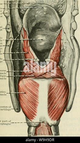 Immagine di archivio da pagina 1106 di Cunningham il libro di testo di anatomia (1914) Foto Stock