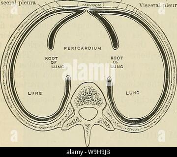 Immagine di archivio da pagina 1117 di Cunningham il libro di testo di anatomia (1914). Cunningham il libro di testo di anatomia cunninghamstextb00cunn Anno: 1914 ( 1084 IL SISTEMA EESPIEATOEY. La parte costiera della pleura parietale cavo pleurico ,. Pleura viscerale parte costiera della pleura parietale cavità pleurica /•pleura viscerale contrassegnato proiezione del cuore per il lato sinistro e per la posizione dell'aorta toracica sul lato sinistro del piano mediano, sinistra camera pleurica, anche se è più profondo di quello destro, è fortemente ridotta in larghezza. Le due cavità pleurica, pertanto, sono molto lontani dal essendo simmetrica Foto Stock