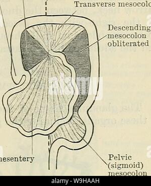 Immagine di archivio da pagina 1286 di Cunningham il libro di testo di anatomia (1914) Foto Stock