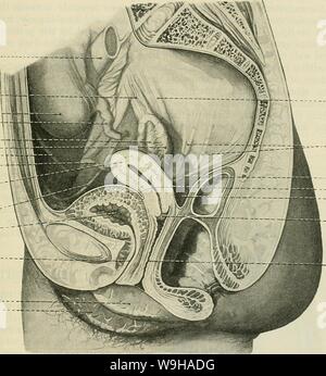 Immagine di archivio da pagina 1318 di Cunningham il libro di testo di anatomia (1914). Cunningham il libro di testo di anatomia cunninghamstextb00cunn Anno: 1914 ( LA FEMMINA UBETHEA. Struttura 1285.-La parete dell'uretra femminile è spessa e contiene molto di tessuto fibroso, che passa senza alcuna precisa linea di demarkation nella zona circostante la massa di tessuto connettivo. Le tonache muscolari o rivestimento muscolare dell'uretra è continuo sopra con quella della vescica ed è composto da strati di circolarmente e longitudi- nally disposto fibre muscolari lisce disposte a formare esterno ed interno di strati. Entro il mus Foto Stock