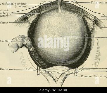 Immagine di archivio da pagina 1309 di Cunningham il libro di testo di anatomia (1914). Cunningham il libro di testo di anatomia cunninghamstextb00cunn Anno: 1914 ( 1276 IL UKINO-genitale. della vescica o punti dove gli ureteri unire l'organo. Essi separano la superficie superiore dal infero-porzioni laterali dell'aspetto inferiore della parete della vescica (Fig. 993, A). Il bordo posteriore si estende tra il angoli laterali della vescica, e separa il superiore dalla superficie basale del viscus. La superficie superiore è correlato nel maschio a bobine di intestino; nella femmina è anche Foto Stock