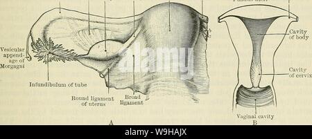 Immagine di archivio da pagina 1350 di Cunningham il libro di testo di anatomia (1914). Cunningham il libro di testo di anatomia cunninghamstextb00cunn Anno: 1914 ( IL UTEEUS. 1317 la cavità dell'utero.-In confronto con la dimensione dell'organo, il cavum uteri di piccole dimensioni a causa della grande spessore della parete uterina. Nel corpo, la cavità è semplicemente uno stretto spiraglio tra le pareti anteriore e posteriore, che sono quasi a contatto (Fig. 1033). Tuttavia, quando l'utero viene aperto dall'alto verso il basso nella sezione frontale dell'organo, la cavità del corpo ha un profilo triangolare (Fig. 1032). La base Foto Stock