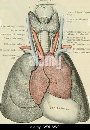 Immagine di archivio da pagina 1382 di Cunningham il libro di testo di anatomia (1914) Foto Stock