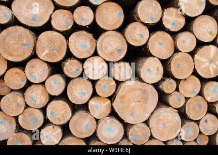 Un legno fresco polter in corrispondenza del bordo della foresta Foto Stock