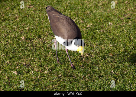 Sydney Australia, mascherato nativo Pavoncella camminare sul prato di parco locale Foto Stock