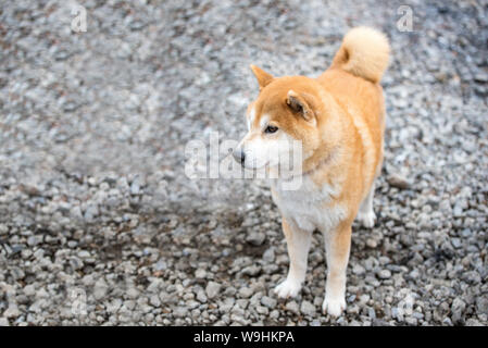 Giapponese Shiba Inu cane nel parco pubblico con profondità di campo ridotta,Giappone Foto Stock