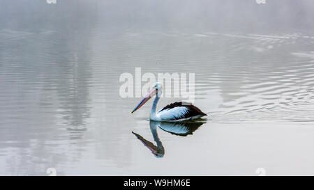 Un Pellicano su un lago in una mattinata nebbiosa Foto Stock