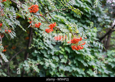 Sorbus aucuparia. Monte Ceneri, rowan bacche sui rami di alberi Foto Stock