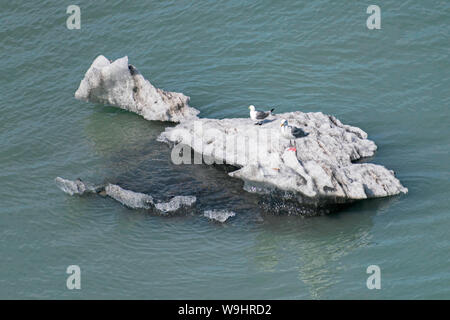 Due gabbiani arroccato su un piccolo iceberg nel Glacier Bay in Alaska come si vede guardando verso il basso a partire da una nave da crociera Foto Stock