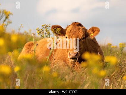 Mucca sdraiata in un pascolo di giallo renoncules guardando la fotocamera su una collina Foto Stock