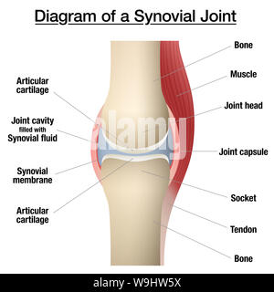 Giunto sinoviale grafico. Anatomia marcato con una infografica con due ossa, cartilagine articolare, cavità articolare, fluido sinoviale, muscoli e tendini. Foto Stock