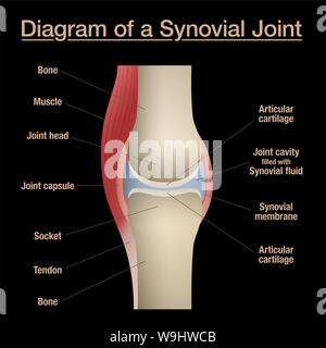 Sinoviale schema comune. Anatomia marcato grafico con due ossa, cartilagine articolare, cavità articolare, fluido sinoviale, muscoli e tendini. Sfondo nero. Foto Stock