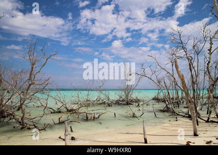 Playa de Cayo Levisa en Pinar del Rio, Cuba. Foto Stock