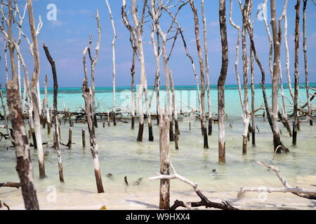 Playa de Cayo Levisa en Pinar del Rio, Cuba. Foto Stock