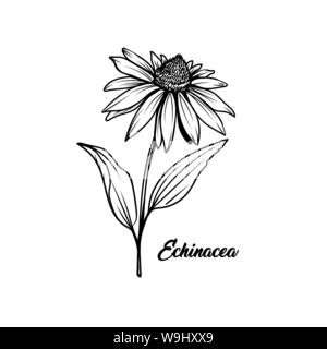 Echinacea in bianco e nero illustrazione vettoriale. Bella coneflower decorativo disegno a mano libera. Impianto medico, tè alle erbe ingrediente. La botanica, l omeopatia banner elemento di design con caratteri Illustrazione Vettoriale