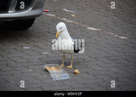 Seagull mangiare un insalata di patate Foto Stock