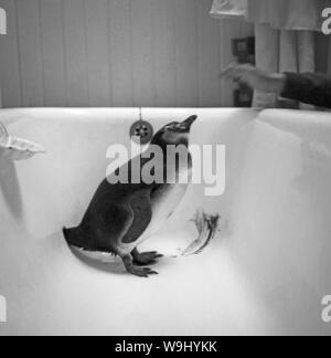 Junger Magellan Pinguin (Spheniscus magellanicus), in einer Badewanne gefangen, Cile 1960er Jahre. Giovani Magellanic penguin (Spheniscus magellanicus) catturati in una vasca da bagno, Cile degli anni sessanta. Foto Stock