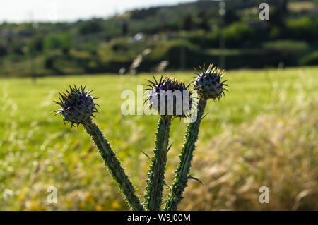 Campo verde con il cardo selvatico e fiore in primo piano, Sicilia, Italia, Natura Foto Stock