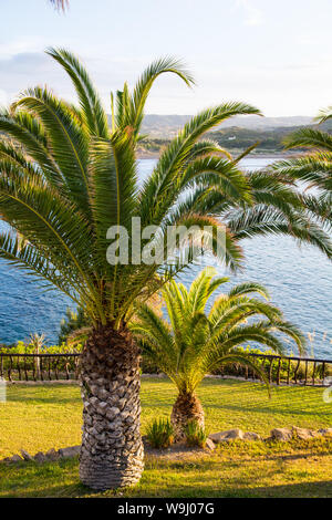 Palme sulla spiaggia al tramonto. Foto Stock