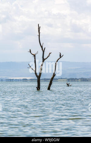 Parzialmente sommerso albero morto a causa di aumento dei livelli delle acque, il lago Naivasha, Kenya, Africa orientale Foto Stock