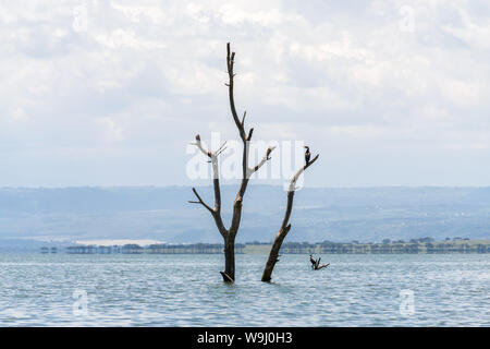 Parzialmente sommerso albero morto a causa di aumento dei livelli delle acque, il lago Naivasha, Kenya, Africa orientale Foto Stock