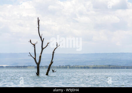 Parzialmente sommerso albero morto a causa di aumento dei livelli delle acque, il lago Naivasha, Kenya, Africa orientale Foto Stock