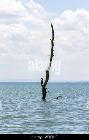 Parzialmente sommerso albero morto a causa di aumento dei livelli delle acque, il lago Naivasha, Kenya, Africa orientale Foto Stock