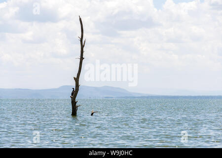 Parzialmente sommerso albero morto a causa di aumento dei livelli delle acque, il lago Naivasha, Kenya, Africa orientale Foto Stock